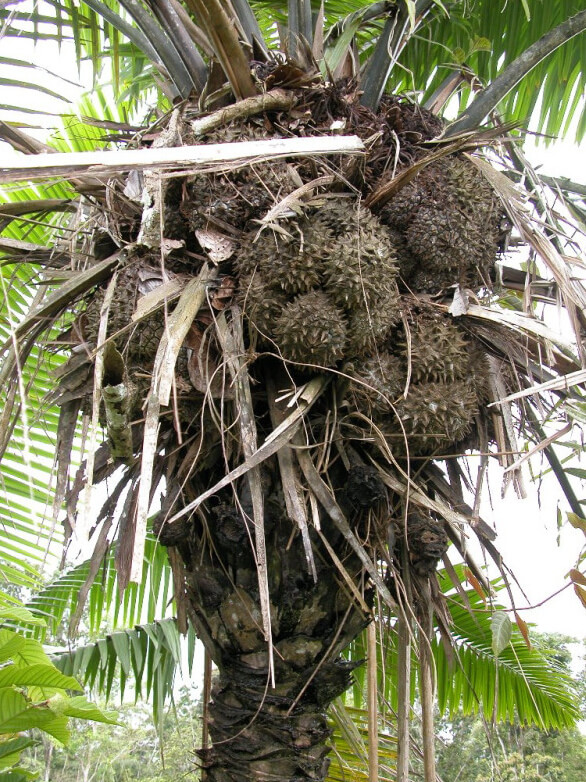Tagua palm