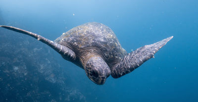 Turtle swimming