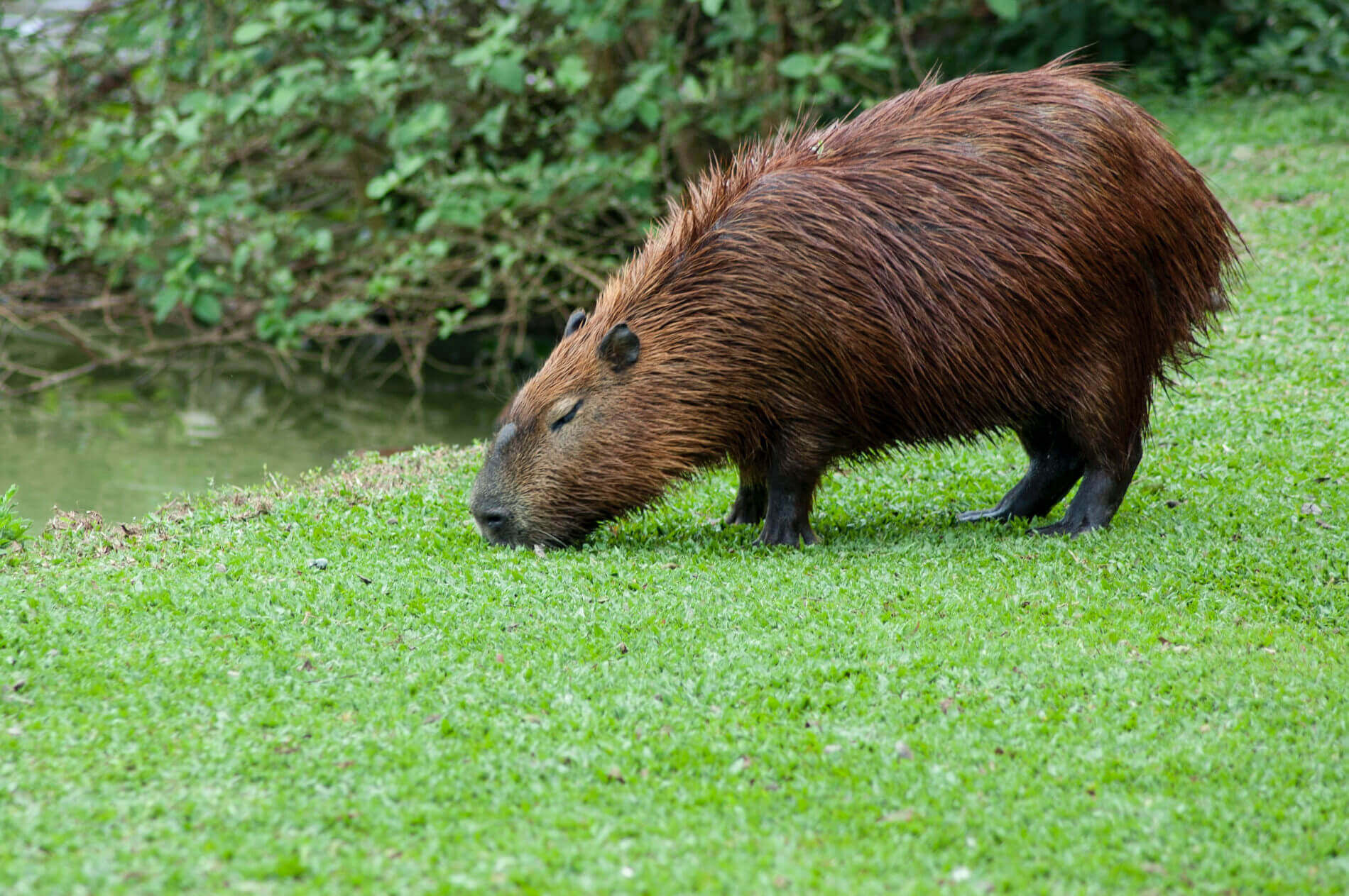 Spanish vocabulary: Native Animals in Sout America Spanish vocabulary: Native Animals in Sout America