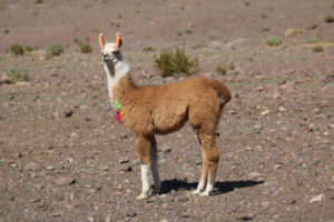 Llama