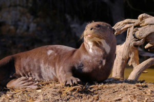 Nutria Gigante