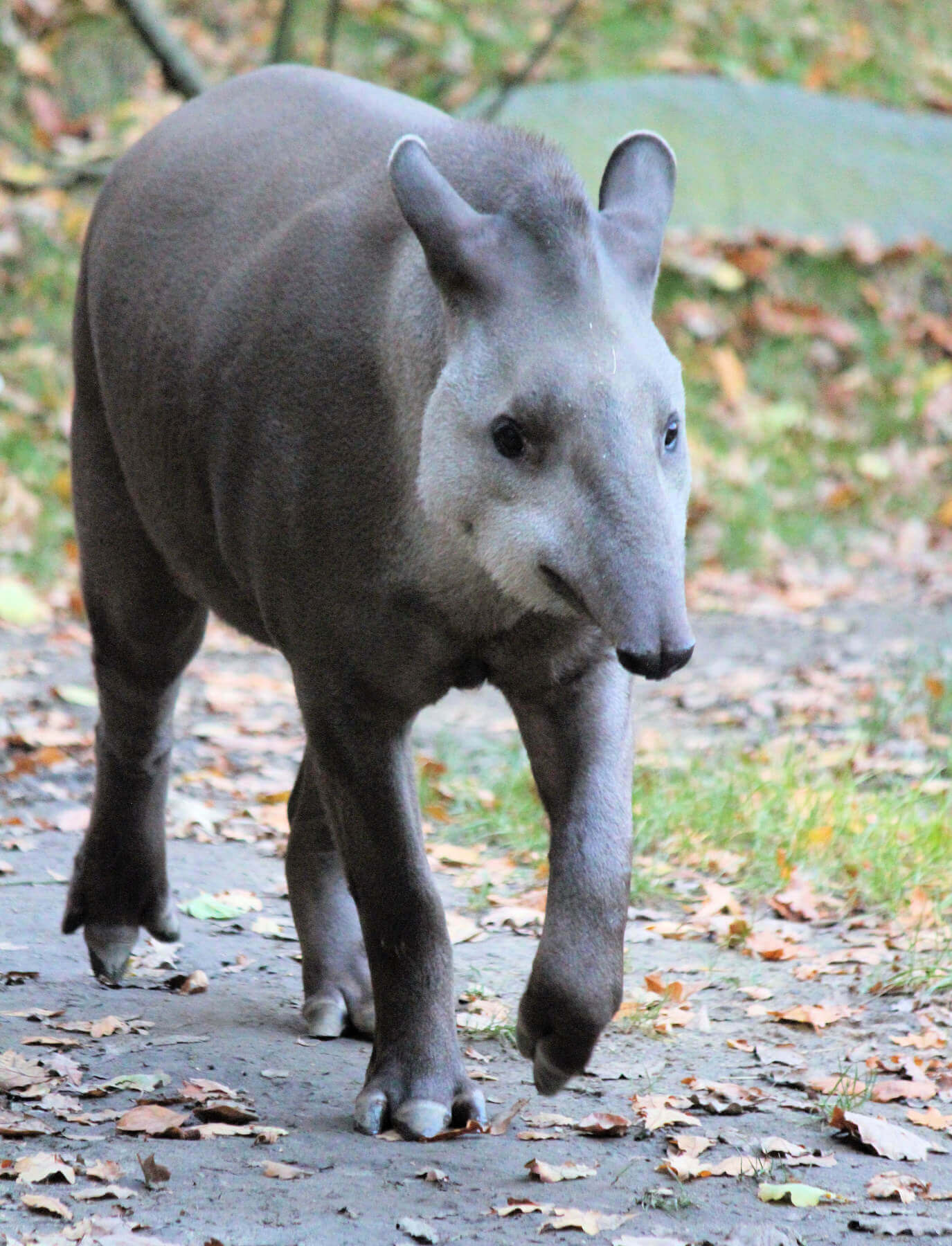 Spanish vocabulary: Native Animals in Sout America Spanish vocabulary: Native Animals in Sout America